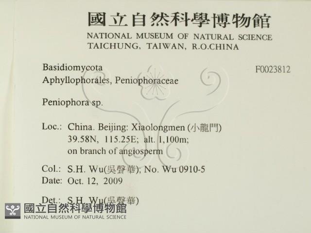 筍殼菌屬藏品圖，第2張