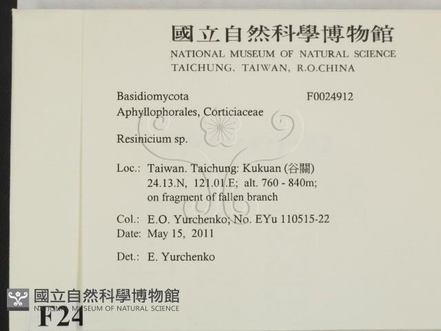 樹脂殼菌屬藏品圖，第2張