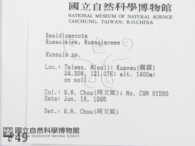 紅菇屬藏品圖，第2張