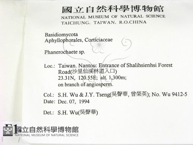 顯絲菌屬藏品圖，第2張