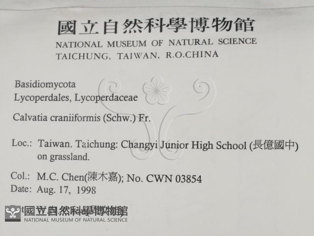 頭狀禿馬勃藏品圖，第2張