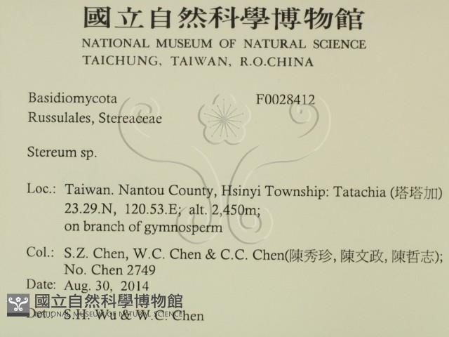 韌革菌屬藏品圖，第2張