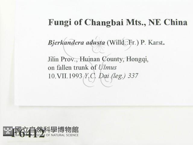 煙管菌藏品圖，第2張