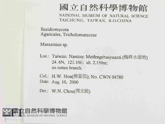 小皮傘屬藏品圖，第2張