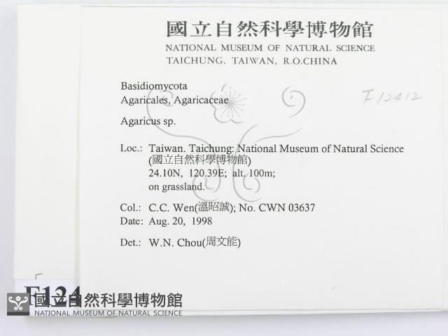 傘菌屬藏品圖，第2張