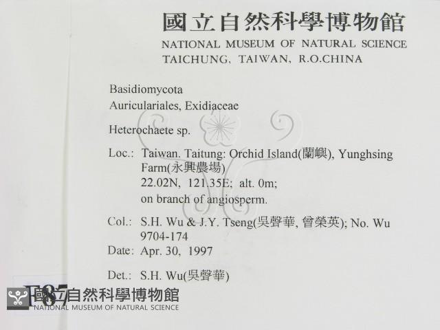刺皮菌屬藏品圖，第2張