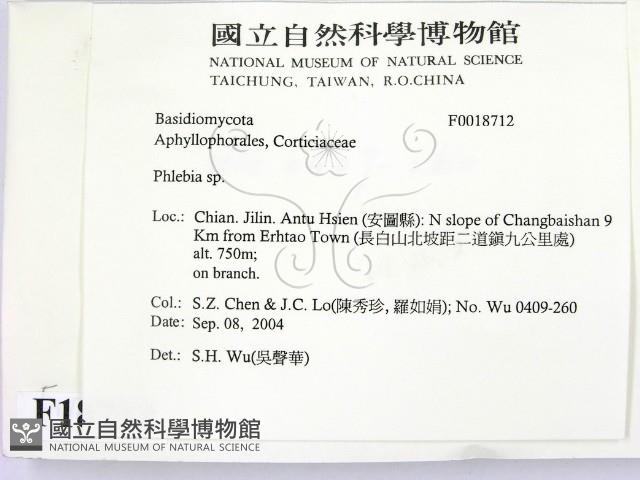 射脈菌屬藏品圖，第2張