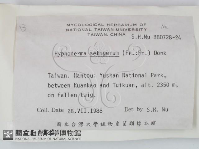 剛毛絲皮菌藏品圖，第2張