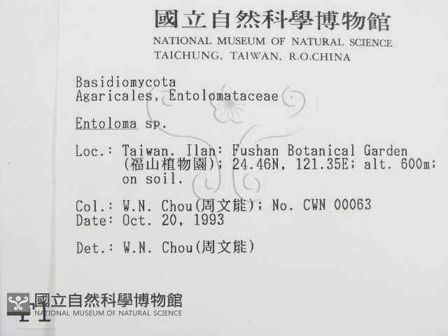 粉褶菌屬藏品圖，第2張