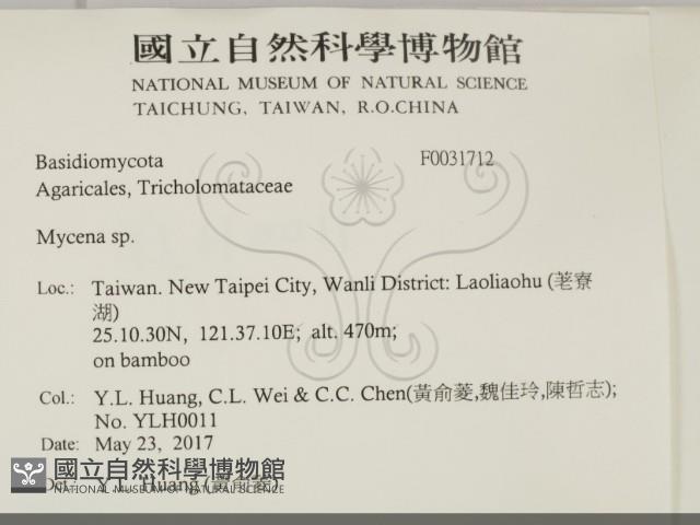 小菇屬藏品圖，第2張
