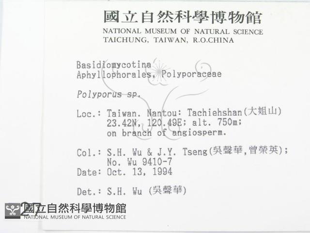 多孔菌屬藏品圖，第2張
