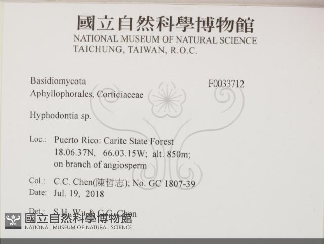 絲齒菌屬藏品圖，第2張