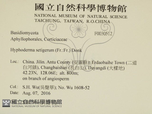 剛毛絲皮菌藏品圖，第2張