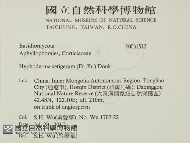 剛毛絲皮菌藏品圖，第2張