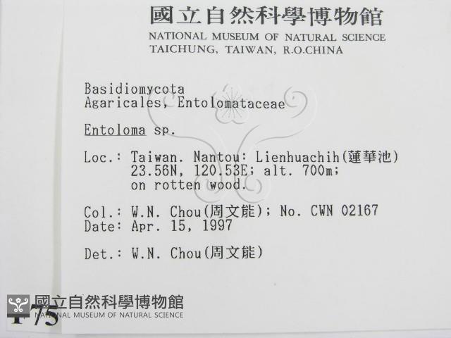 粉褶菌屬藏品圖，第2張