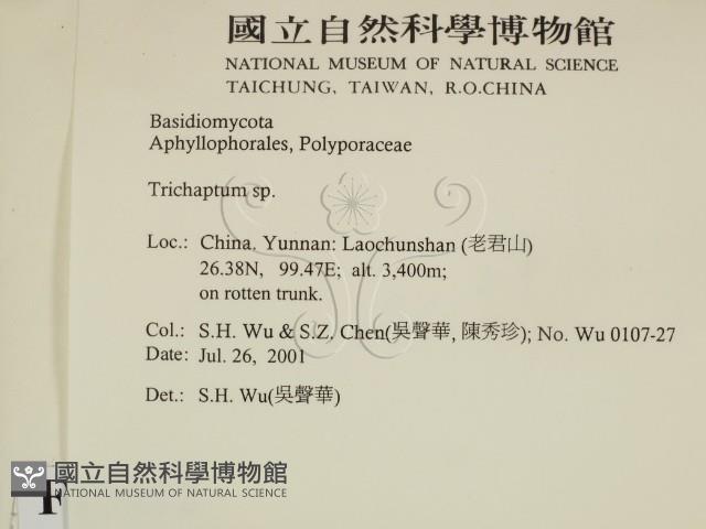 附毛菌屬藏品圖，第2張