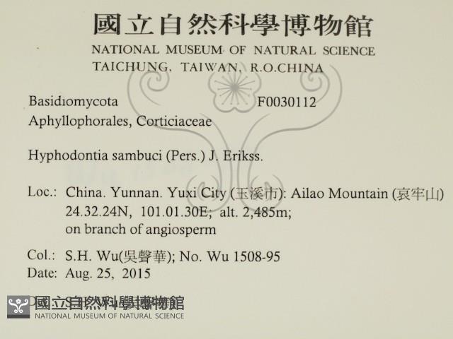冇骨消絲齒菌藏品圖，第2張