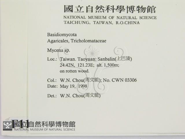 小菇屬藏品圖，第2張