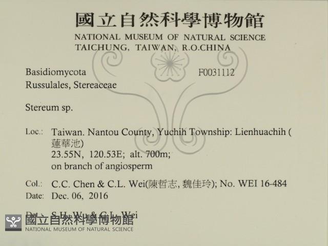 韌革菌屬藏品圖，第2張