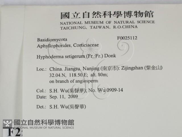 剛毛絲皮菌藏品圖，第2張