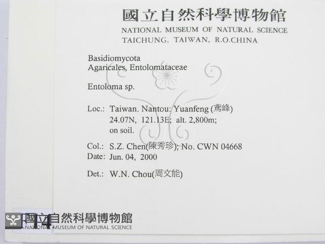 粉褶菌屬藏品圖，第2張