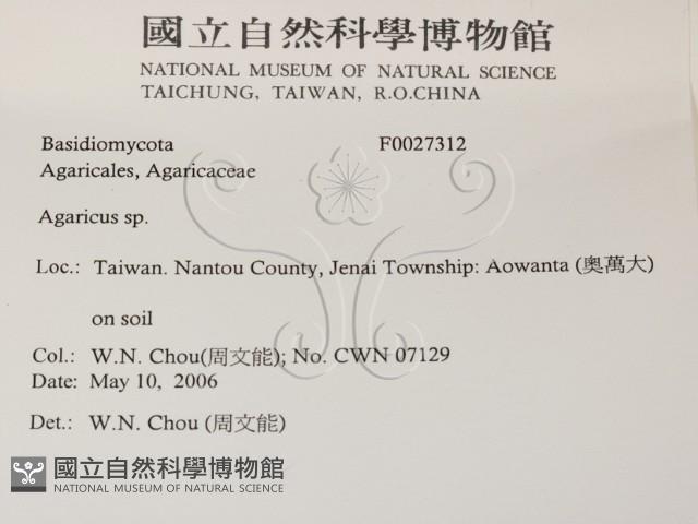 傘菌屬藏品圖，第2張