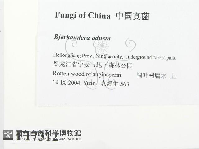 煙管菌藏品圖，第2張