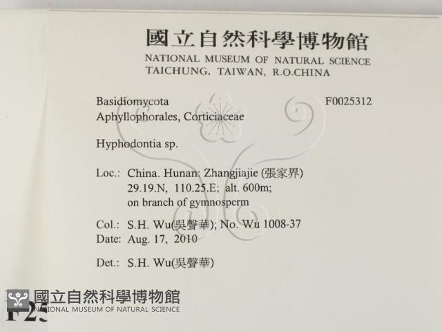 絲齒菌屬藏品圖，第2張