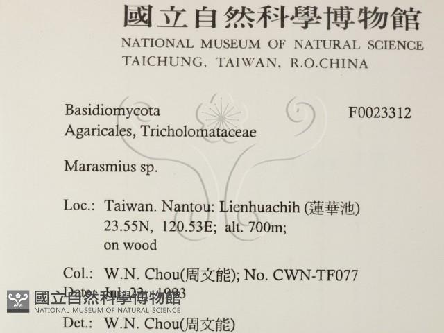 小皮傘屬藏品圖，第2張