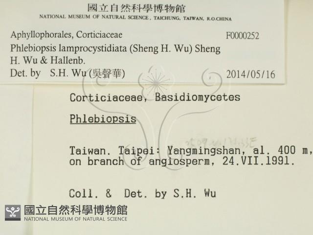 燈籠囊擬射脈菌藏品圖，第2張