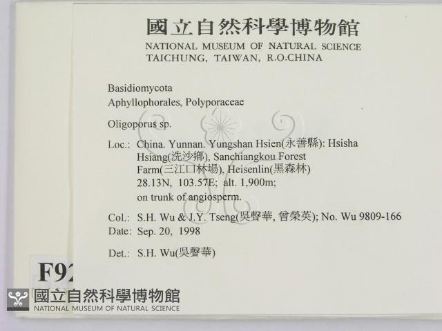 寡孔菌屬藏品圖，第2張