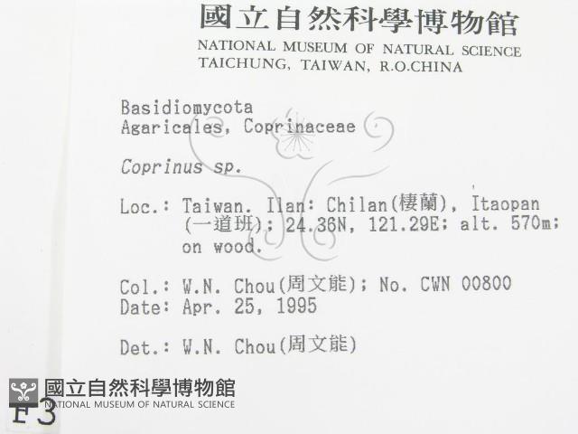鬼傘屬藏品圖，第2張