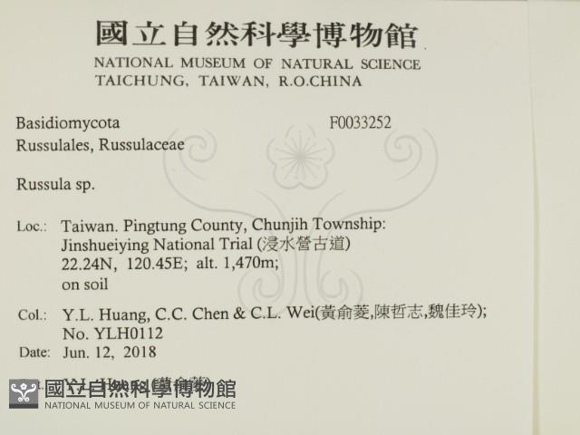 紅菇屬藏品圖，第2張