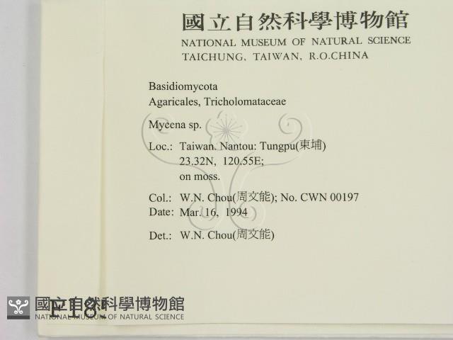 小菇屬藏品圖，第2張