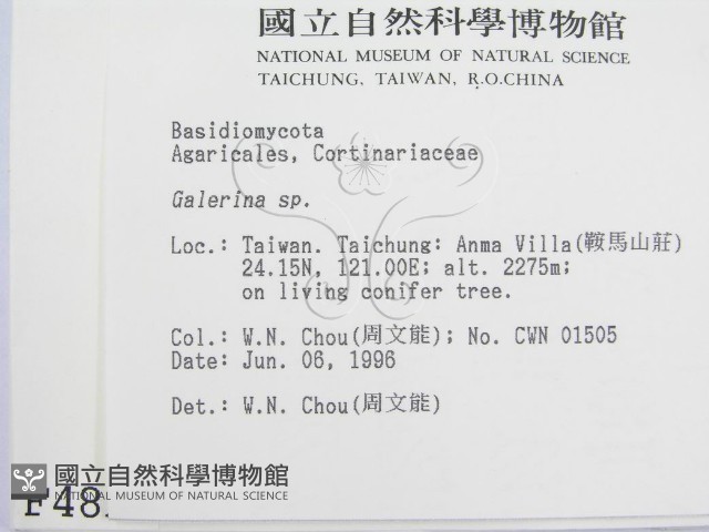 盔孢傘屬藏品圖，第2張