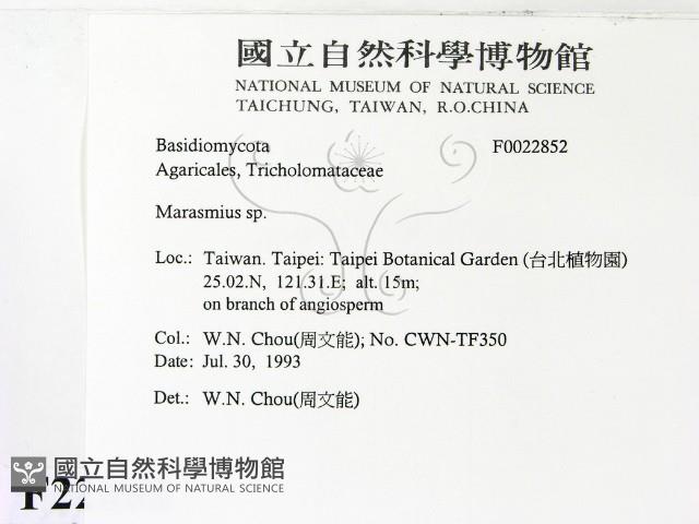 小皮傘屬藏品圖，第2張