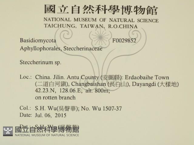 齒耳菌屬藏品圖，第2張