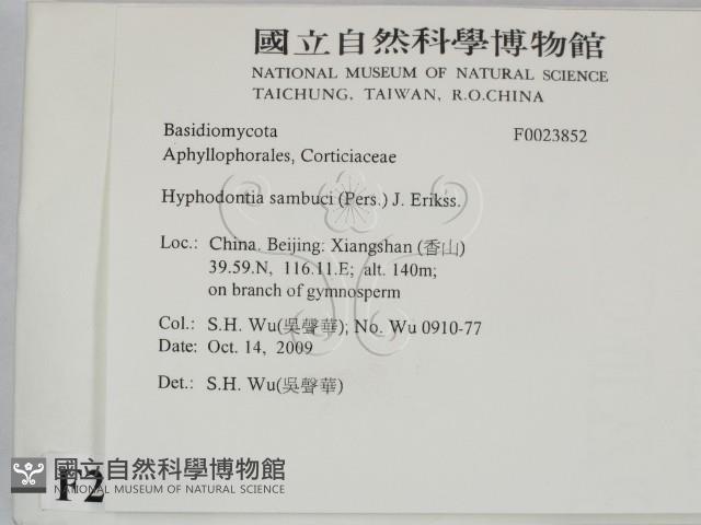 冇骨消絲齒菌藏品圖，第2張