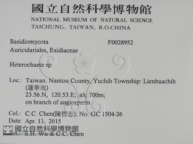 刺皮菌屬藏品圖，第2張