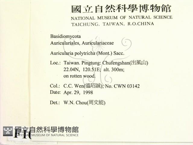 毛木耳藏品圖，第2張