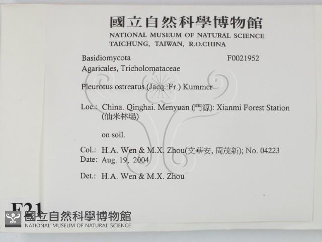 糙皮側耳藏品圖，第2張