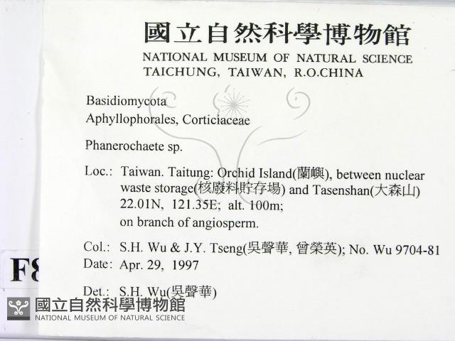 顯絲菌屬藏品圖，第2張