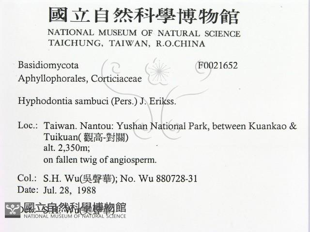 冇骨消絲齒菌藏品圖，第2張
