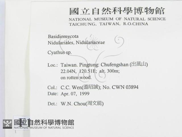 黑蛋巢菌屬藏品圖，第2張