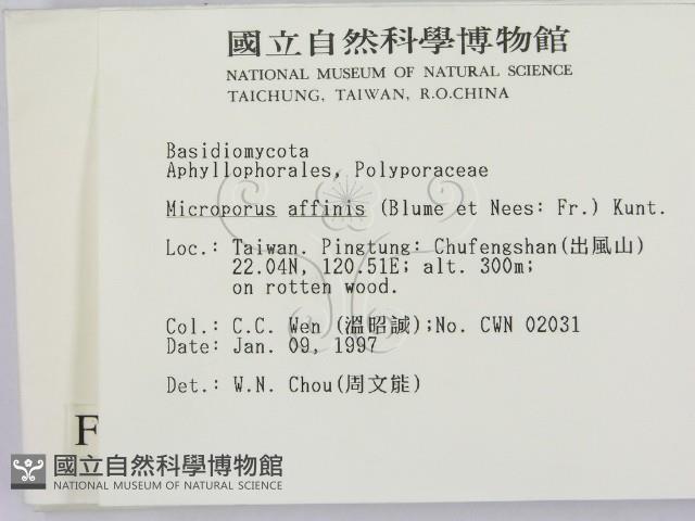 相鄰小孔菌藏品圖，第2張