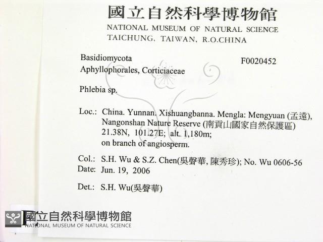 射脈菌屬藏品圖，第2張