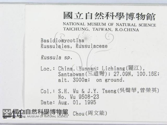 紅菇屬藏品圖，第2張