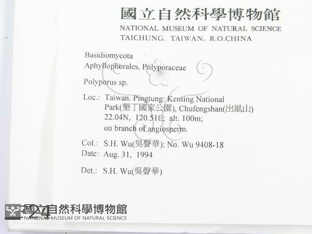 多孔菌屬藏品圖，第2張
