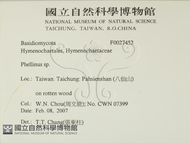木層孔菌屬藏品圖，第2張