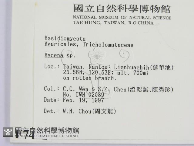 小菇屬藏品圖，第2張